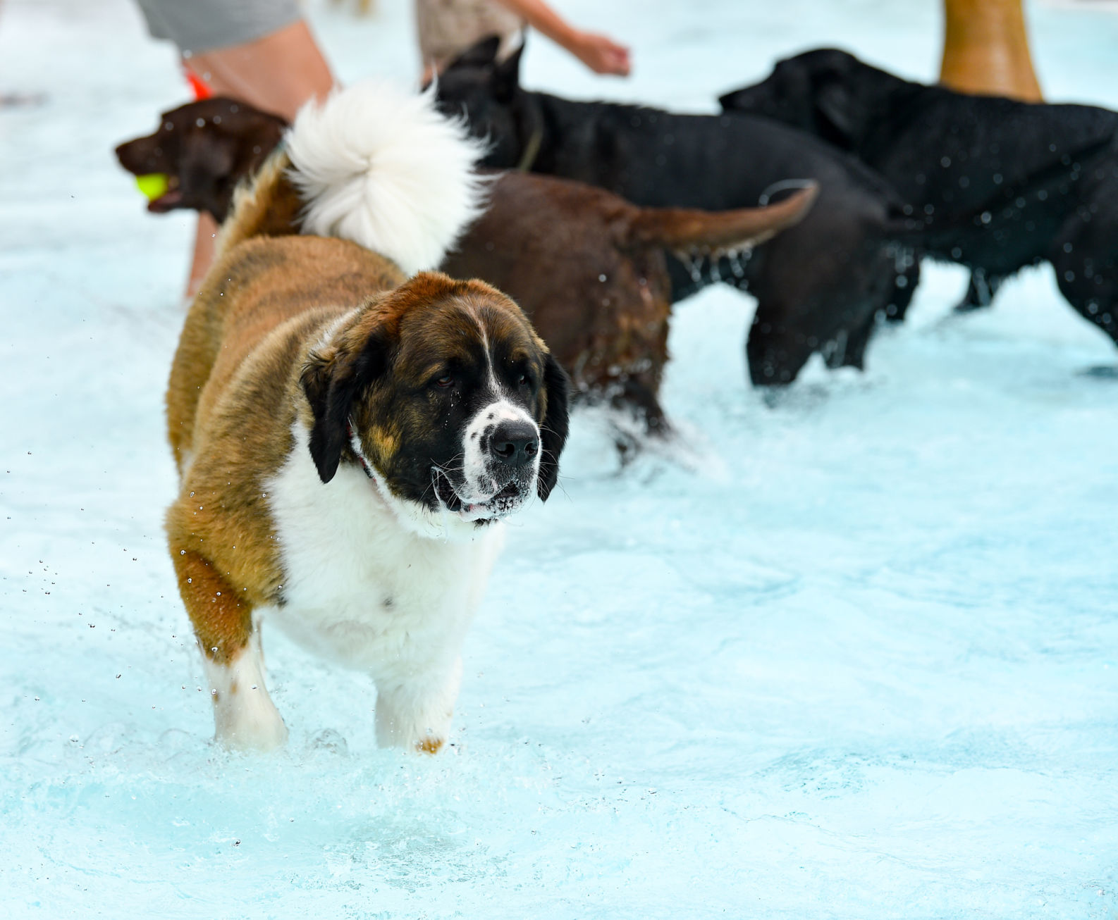 082919-bet-doggysplash-111a.JPG